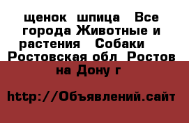 щенок  шпица - Все города Животные и растения » Собаки   . Ростовская обл.,Ростов-на-Дону г.